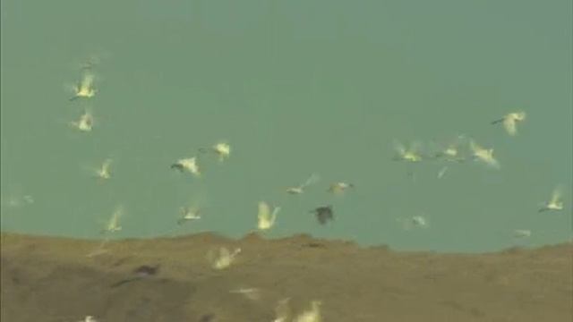 Australian Farmer Rob Newell смотреть онлайн