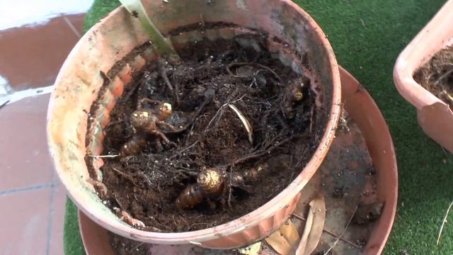Galangal - Growing, Care & Harvest