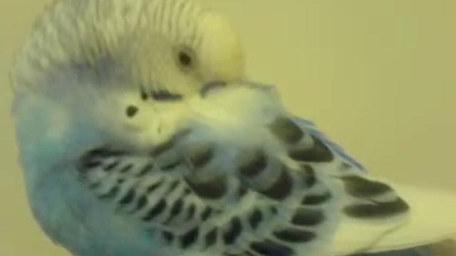 Muffin- My Budgie Buddy смотреть онлайн