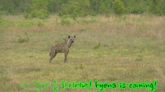 잘해도 욕먹는 세렝게티 사자들[아프리카 사파리 플러스⁺] 15 смотреть онлайн