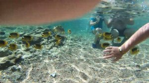 Пляж, Египет, Шарм Эль Шейх, Charmillion Club Resort 5