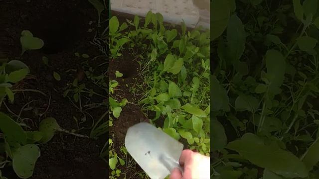 04.05.2021 высаживаю арбузы. смотреть онлайн