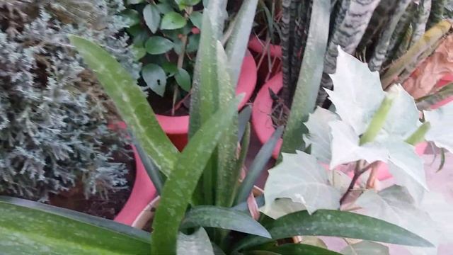 APRIL 2021 GARDEN OVERVIEW PART 2 смотреть онлайн