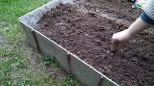 Совместная посадка лука и моркови