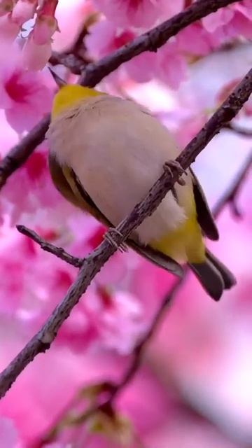 the bird are singing, sun is shining and flowers are blooming смотреть онлайн