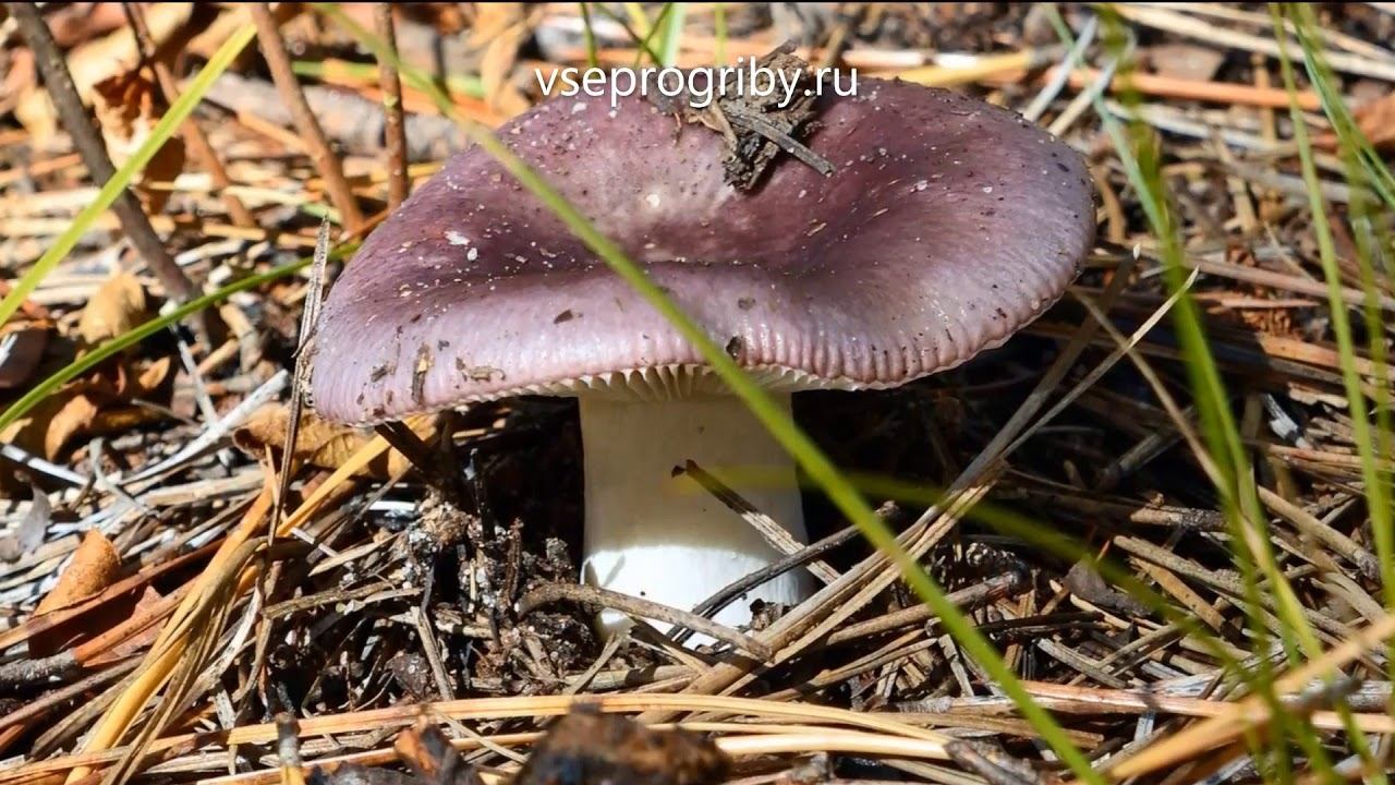 Какие грибы из семейства сыроежковых встречаются в наших лесах смотреть онлайн