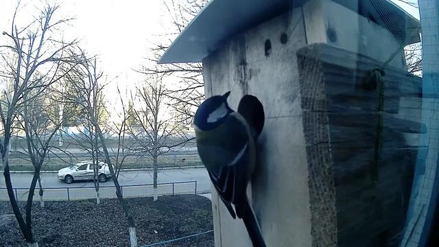 Будівельні роботи в синичнику. Частина 1 смотреть онлайн