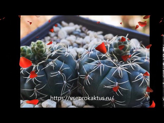 На каком сайте без модерации дать объявление о продаже кактусов смотреть онлайн