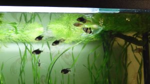 Аквариум. Суматранские барбусы и попугаи пытаются достать раненную тетру