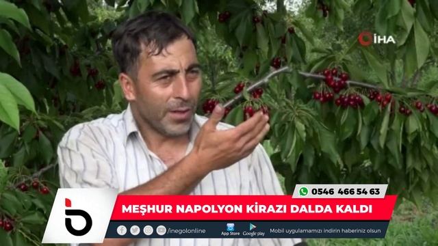 Meşhur Napolyon kirazı dalda kaldı смотреть онлайн