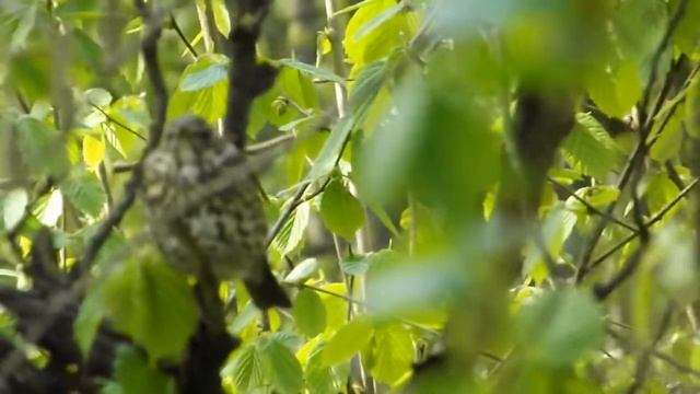 невозмутимый певчий дрозд и синицы (unruffled songthrush and tits), май 2014 г. смотреть онлайн