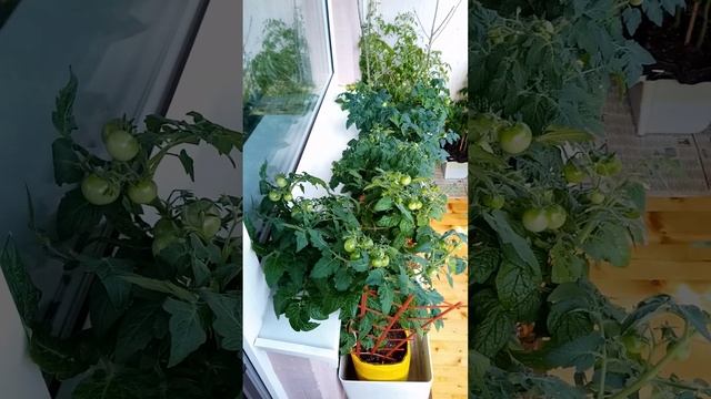 Перезагрузка моего огородика смотреть онлайн
