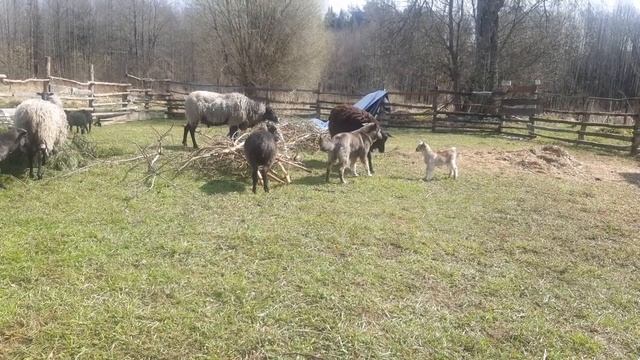 Козлик и серый "волк" смотреть онлайн