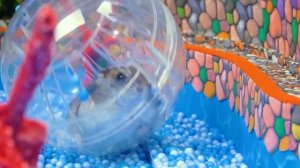 Хомяк на Подводных Американских горках в Лабиринте с Бассейном - Хомяк - Видео для детей