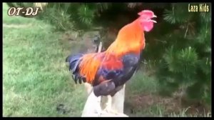 The Chicken Song Meme