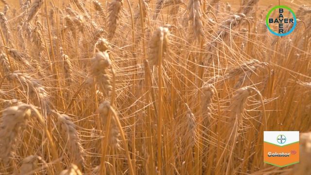 Bayer - Testimonial EUGEN TOROK - erbicidul Sekator la cultura graului смотреть онлайн