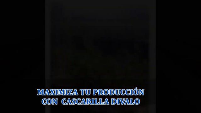CASCARILLA DIVALO PARA ARANDANOS Y BIOLIFERHIZO MINIMA EL USO DE FERTILIZANTES SINTETICOS смотреть онлайн
