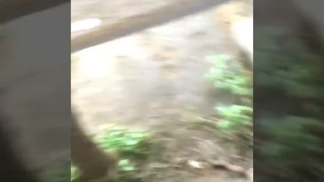 Коптим сало и грудинку в тандыре смотреть онлайн