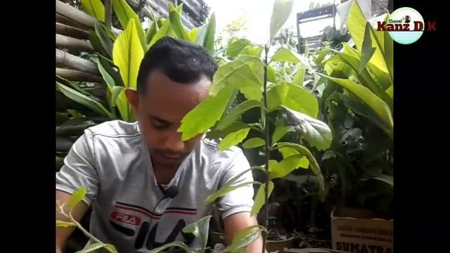 BONSAI BERINGIN IPRIK, KEMUNING LOKAL, SERUT LANANG | Kanz D.K смотреть онлайн