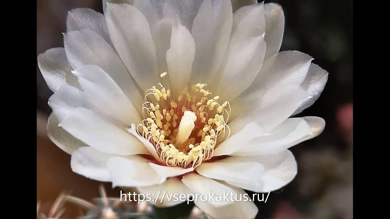 Где без модерации и бесплатно добавить объявление о продаже кактусов смотреть онлайн