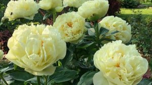 Распаковка посылки. Элитные  пионы без пересортицы