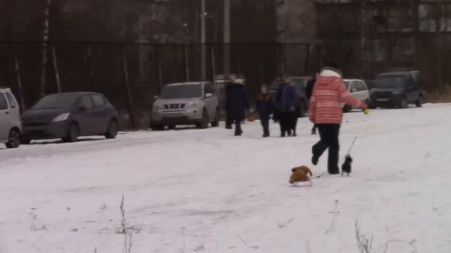чихуа *04.03.2017***Масленичные покатушки...* смотреть онлайн