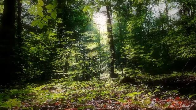 Вода - тайна жизни (часть 3) #32 смотреть онлайн