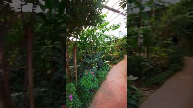 Mariposas 🦋 Nocturnas - Ночные бабочки смотреть онлайн