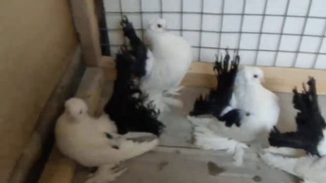 Новочеркасские Чернохвостые смотреть онлайн