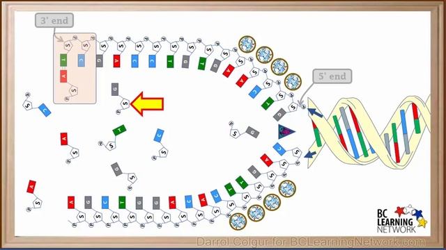 WCLN - An Introduction to DNA Replication смотреть онлайн