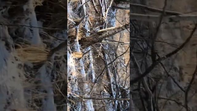 С собаками на лося смотреть онлайн