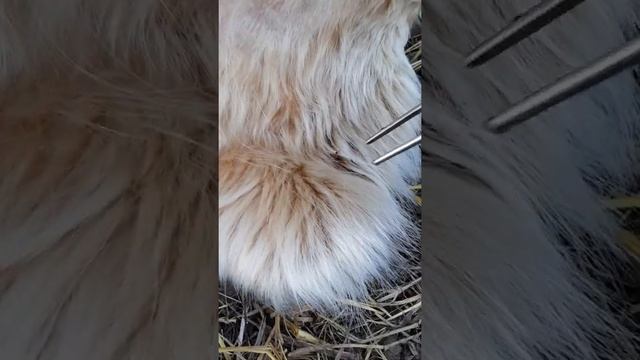удаляю клещей у коровы смотреть онлайн
