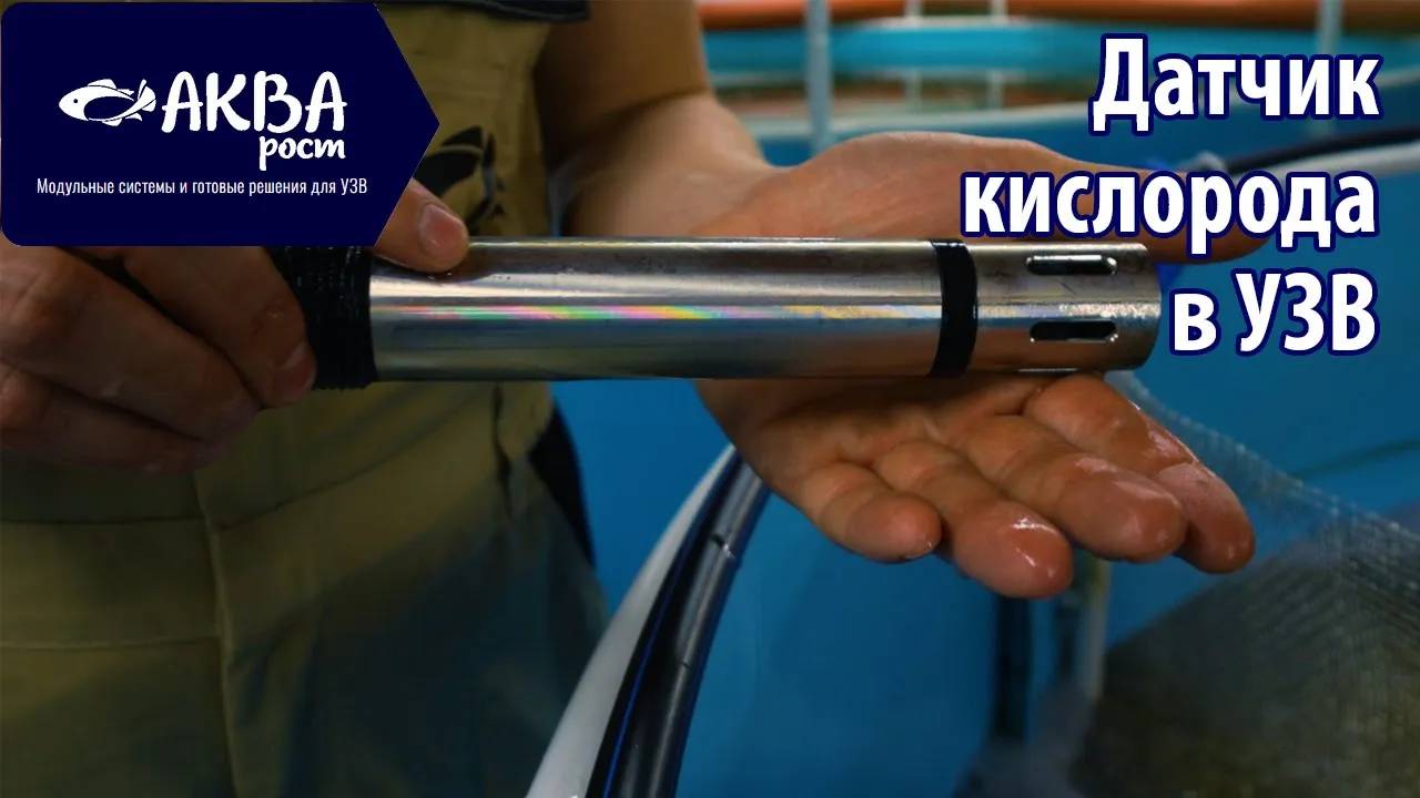 Датчик кислорода в УЗВ #акварост #бизнесидея #белуга #акваферма #рыбныйбизнес #рыба смотреть онлайн