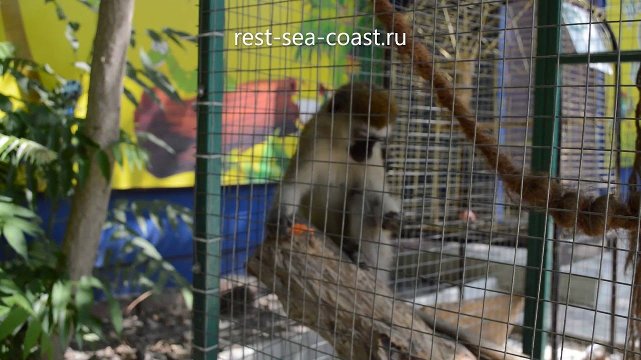 Обезьяны в экзотик парке в Голубицкой смотреть онлайн