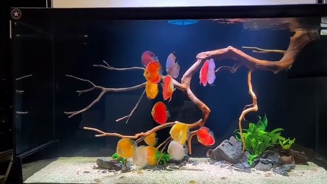 Аквариум с дискусами от Thành Vũ смотреть онлайн