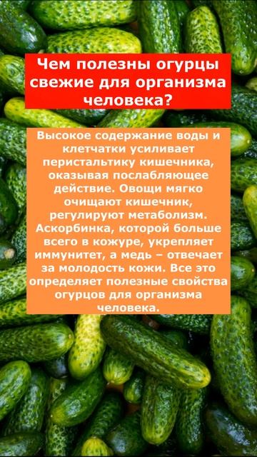 Чем полезны огурцы свежие для организма человека смотреть онлайн