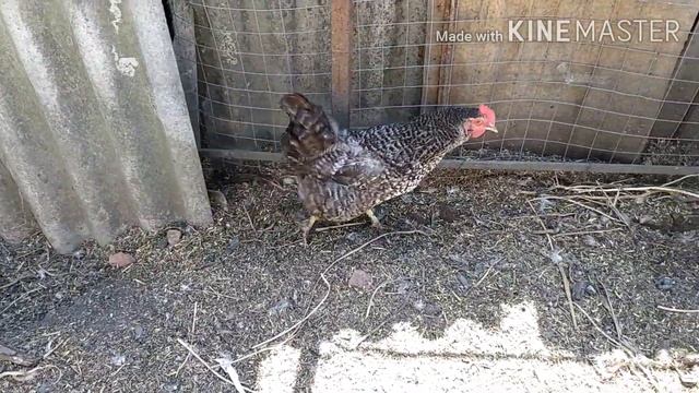 Снеж/Цыплята/урожай Малины/Первый 🍆 смотреть онлайн