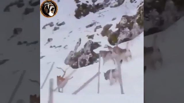 ⚡️Собаке 🐕 удалось уйти от стаи волков🐺 👏 смотреть онлайн