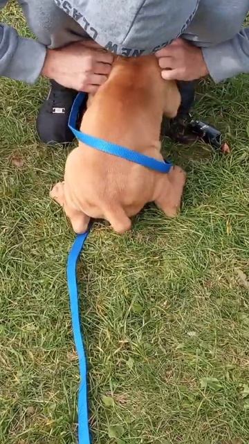 Знакомство щенка бурбуля с людьми 🥰 #Shorts смотреть онлайн