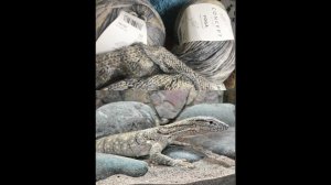 "Серый варан"