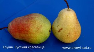 ОБЗОР СОРТА  ГРУША КРАСАВИЦА ЧЕРНЕНКО ПИТОМНИК ДИВНЫЙ САД