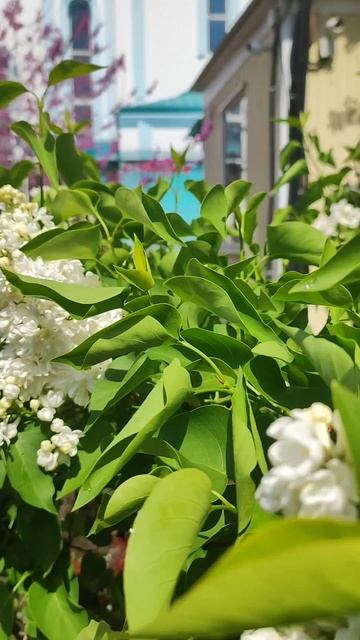 Вербное воскресение у Храма Покрова Пресвятой Богородицы. смотреть онлайн