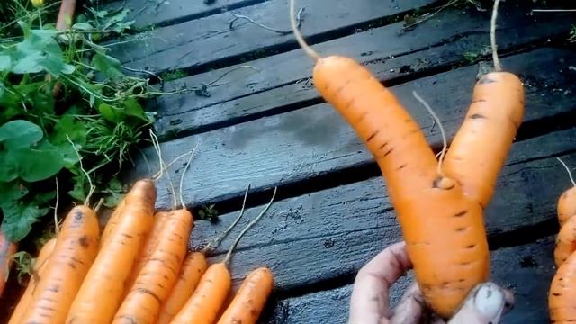 Дождливый сентябрь 2019. смотреть онлайн