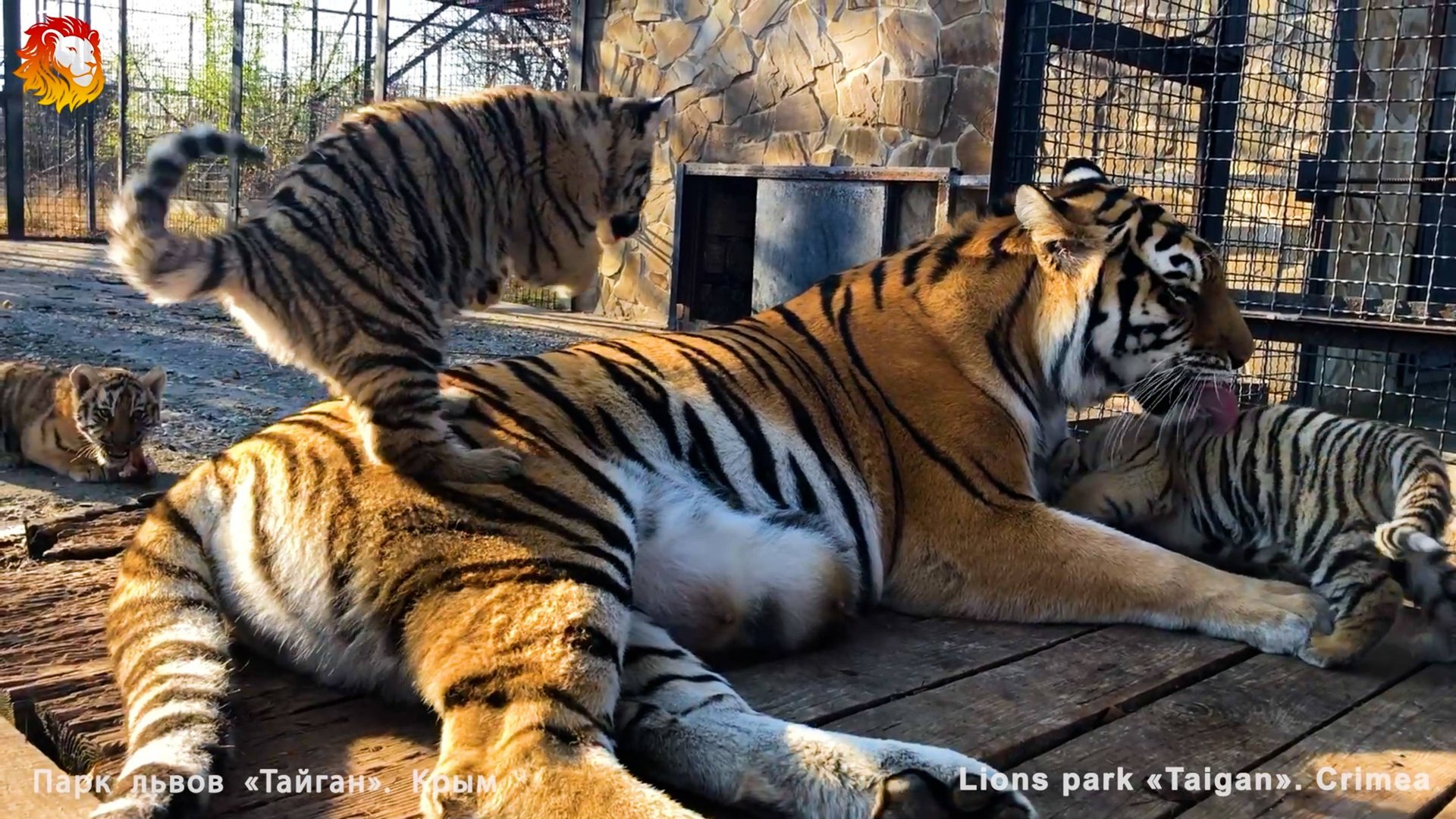 Села тигренку на голову! Тигрица Василиса и ее малыши - самые болтливые среди тигров! Неизданное смотреть онлайн