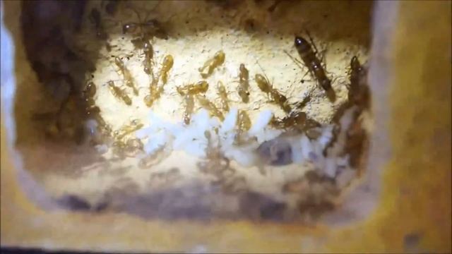 Camponotus spec Franz Guyana смотреть онлайн