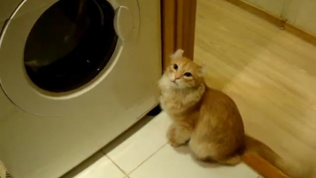 Кот Симба открывает стиральную машинку....помощник. смотреть онлайн