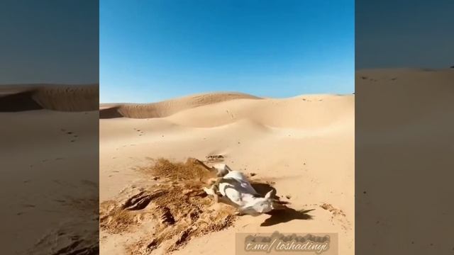Лошадь купаетса на песке смотреть онлайн