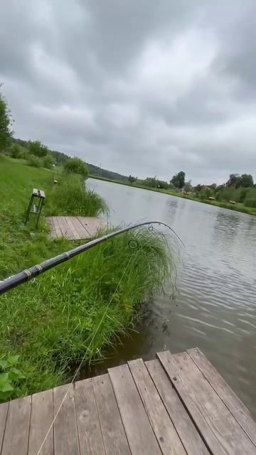 Вот это клев! Сом на вертушку! Спиннинговая рыбалка! #сомнаспиннинг #сомики #catfishfishing #сом смотреть онлайн