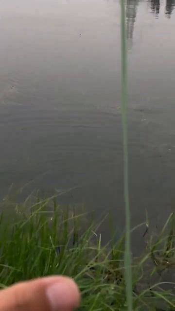 6월 화이허강 살치 플라이낚시 Sharpbelly Fly Fishing On HuaiHe River In June смотреть онлайн