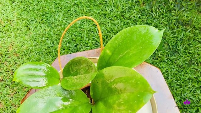 Hoya Highlights | Hoya Lambii